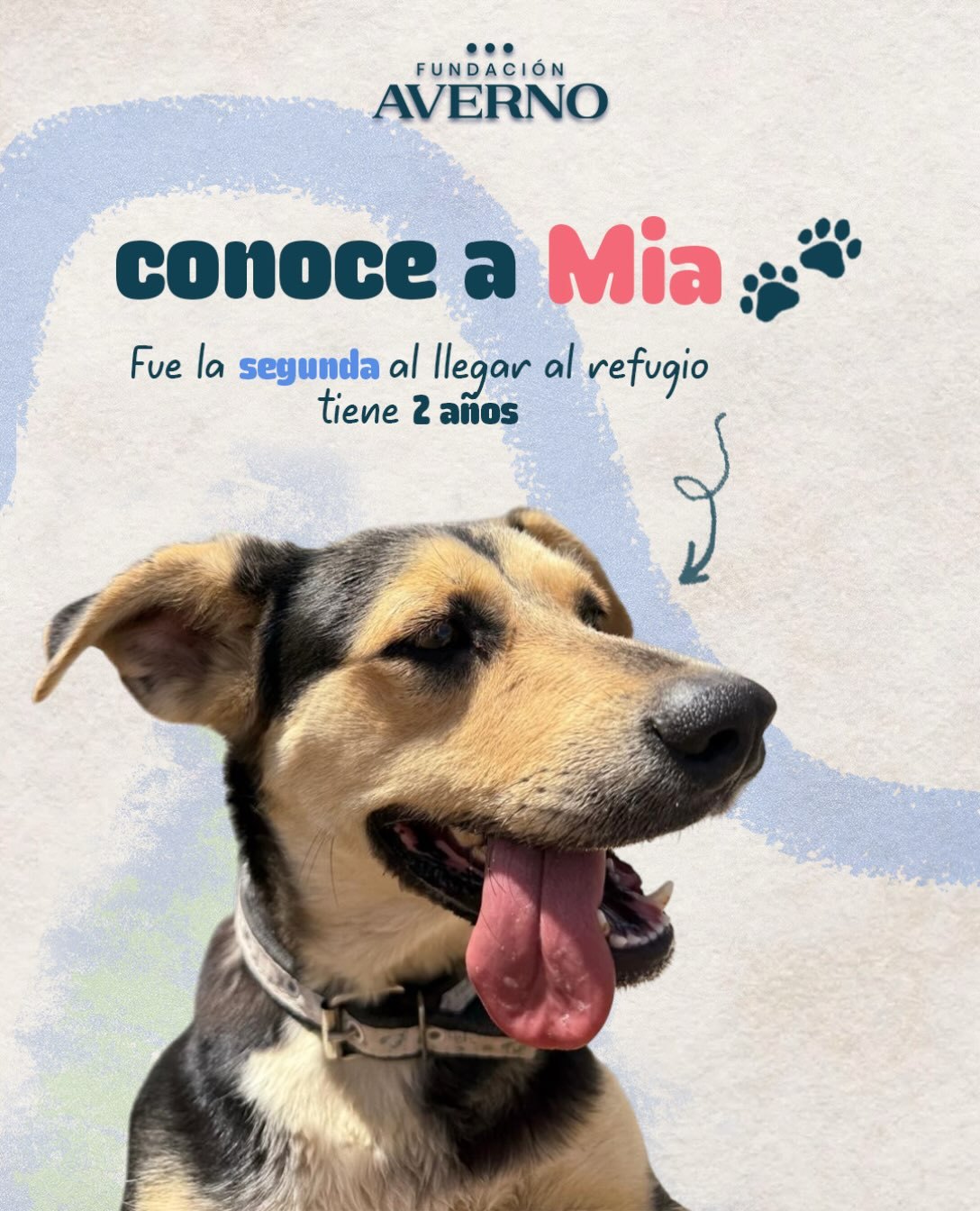 Mía, perrita en adopción